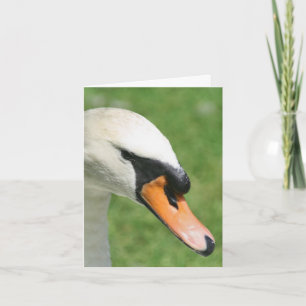 Uitzicht Van Koningen Zwaan Natuurfotografie Notitiekaartje