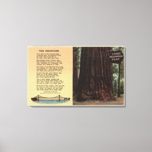 Uitzicht van lanes Redwood Flat Canvas Afdruk