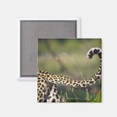 Uitzicht van luipaarstaart (Panthera pardus); Magneet (Voorkant / Achterkant)