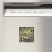 Uitzicht van luipaarstaart (Panthera pardus); Magneet (Insitu (Vaatwasser))