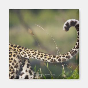 Uitzicht van luipaarstaart (Panthera pardus); Magneet