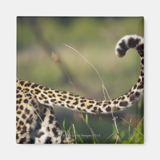 Uitzicht van luipaarstaart (Panthera pardus); Magneet (Voorkant)