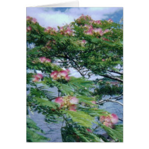 Uitzicht van Mimosa-bloesems en water