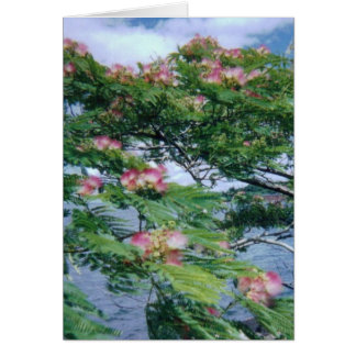 Uitzicht van Mimosa-bloesems en water