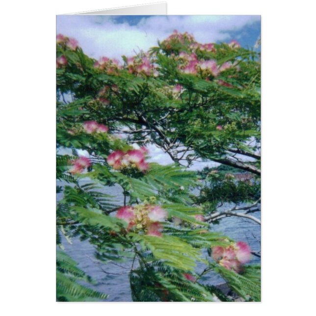 Uitzicht van Mimosa-bloesems en water (Voorkant)