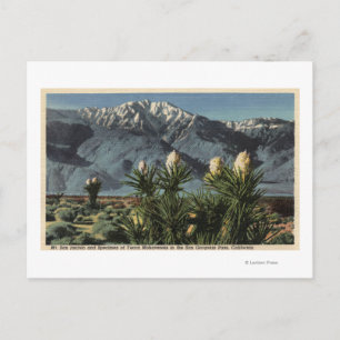 Uitzicht van Mt. San Jacinto, Yucca Mohavensis Briefkaart