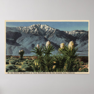Uitzicht van Mt. San Jacinto, Yucca Mohavensis Poster