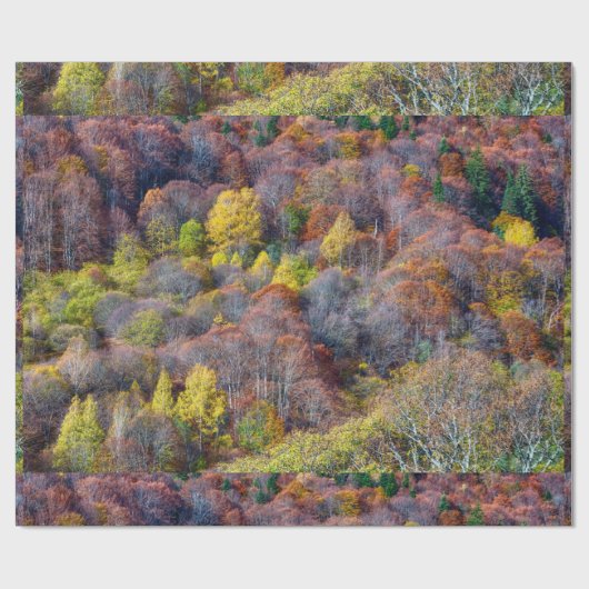 Uitzicht van najaarsboskleurige bomen cadeaupapier (Vlak)