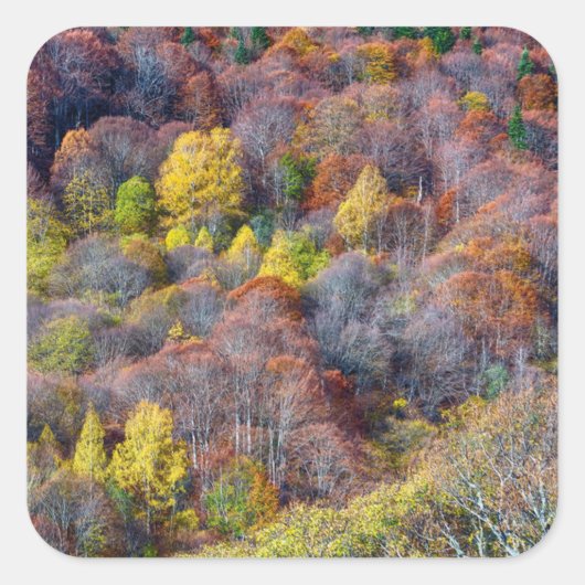 Uitzicht van najaarsboskleurige bomen vierkante sticker (Voorkant)