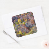 Uitzicht van najaarsboskleurige bomen vierkante sticker (Envelop)