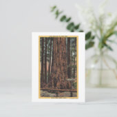 Uitzicht van "Neck Breaker" in Big Trees Park Briefkaart (Staand voorkant)