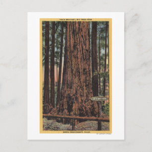 Uitzicht van "Neck Breaker" in Big Trees Park Briefkaart