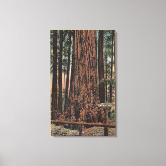 Uitzicht van "Neck Breaker" in Big Trees Park Canvas Afdruk (Voorkant)