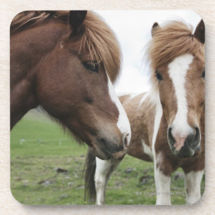 Uitzicht van paarden, close-up bier onderzetter