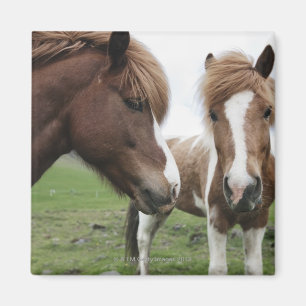 Uitzicht van paarden, close-up magneet