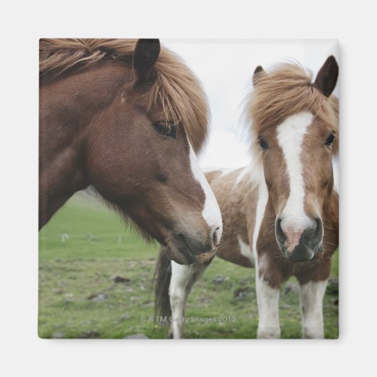 Uitzicht van paarden, close-up magneet (Voorkant)