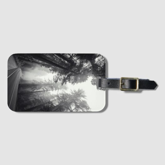 Uitzicht van Sequoia-bomen in de bosbouw Bagagelabel (Voorkant (horizontaal))