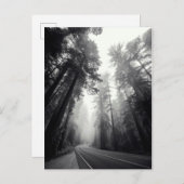 Uitzicht van Sequoia-bomen in de bosbouw Briefkaart (Voorkant / Achterkant)