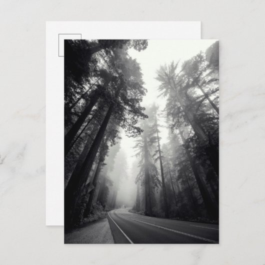 Uitzicht van Sequoia-bomen in de bosbouw Briefkaart (Voorkant / Achterkant)