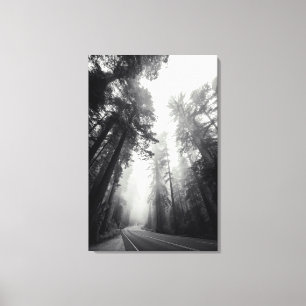 Uitzicht van Sequoia-bomen in de bosbouw Canvas Afdruk