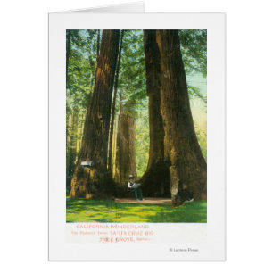 Uitzicht van sequoiwten bij Big Tree Grove