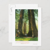 Uitzicht van sequoiwten bij Big Tree Grove Briefkaart (Voorkant / Achterkant)