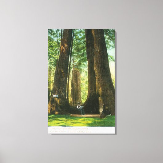 Uitzicht van sequoiwten bij Big Tree Grove Canvas Afdruk (Voorkant)