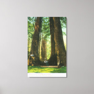 Uitzicht van sequoiwten bij Big Tree Grove Canvas Afdruk