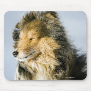 Uitzicht van shetland sheepdog muismat