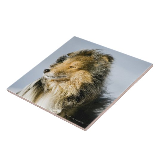 Uitzicht van shetland sheepdog tegeltje (Zijkant)