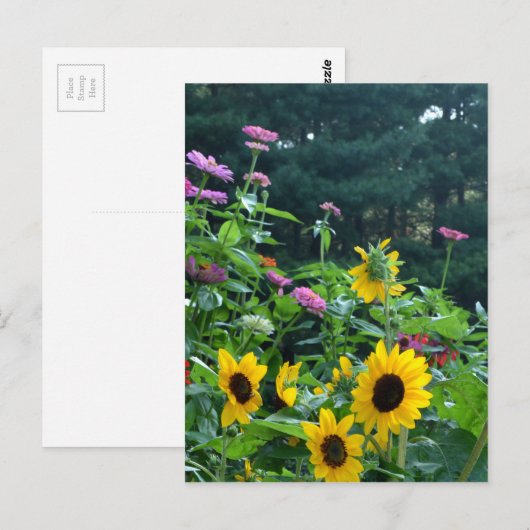 Uitzicht van tuinen, daisies, kosmos, zonnebloemen briefkaart (Voorkant / Achterkant)