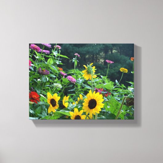 Uitzicht van tuinen, daisies, kosmos, zonnebloemen canvas afdruk (Voorkant)