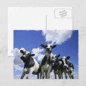 Uitzicht van vier jonge kalveren briefkaart (Voorkant / Achterkant)