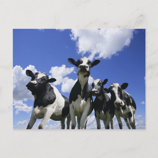 Uitzicht van vier jonge kalveren briefkaart (Voorkant)