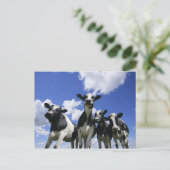 Uitzicht van vier jonge kalveren briefkaart (Staand voorkant)