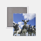 Uitzicht van vier jonge kalveren magneet (Voorkant / Achterkant)