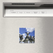 Uitzicht van vier jonge kalveren magneet (Insitu (Vaatwasser))