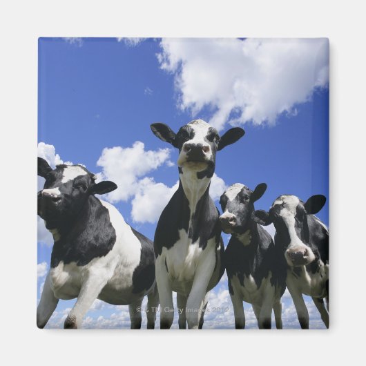 Uitzicht van vier jonge kalveren magneet (Voorkant)