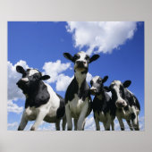 Uitzicht van vier jonge kalveren poster (Voorkant)