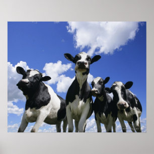 Uitzicht van vier jonge kalveren poster