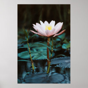 Uitzicht van waterLily bij het Inle Lake Poster