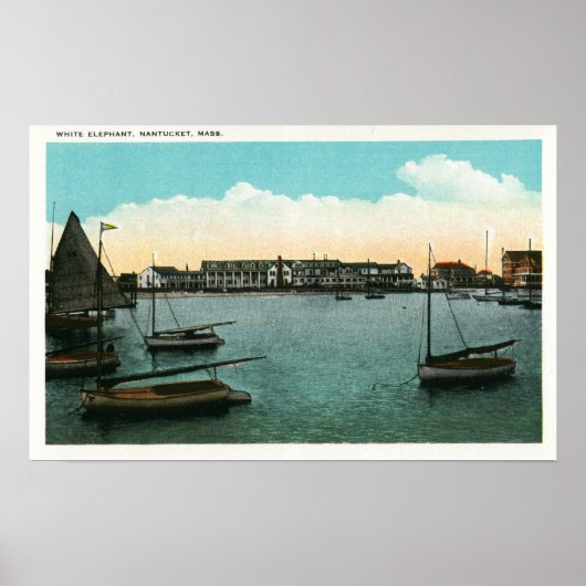 Uitzicht van witte olifant poster (Voorkant)