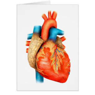 Uitzicht vooraan van het menselijk hart