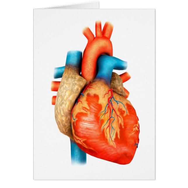 Uitzicht vooraan van het menselijk hart (Voorkant)