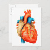 Uitzicht vooraan van het menselijk hart briefkaart (Voorkant / Achterkant)