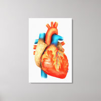 Uitzicht vooraan van het menselijk hart