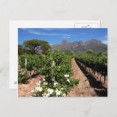 Uitzicht wijngaarden. Stellenbosch Briefkaart (Voorkant / Achterkant)