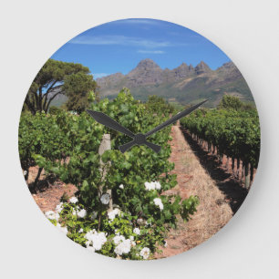 Uitzicht wijngaarden. Stellenbosch Grote Klok