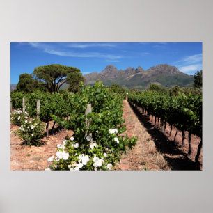Uitzicht wijngaarden. Stellenbosch Poster