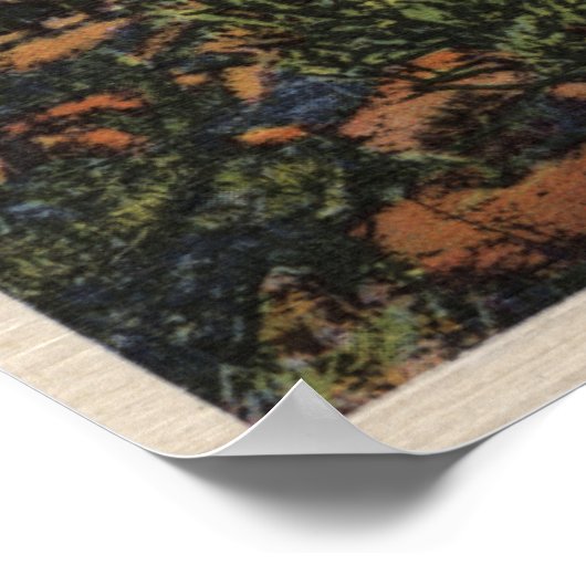 Uitzicht Yucca Trees in de Mohave-woestijn Poster (Hoek)